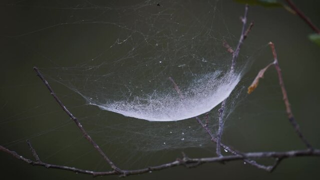 Spider web catches rain droplets, show with beautiful depth of field