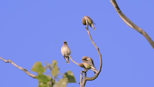Cedar Waxwings (Bombycilla cedrorum) flock preens and socializes in treetops against blue sky