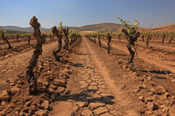 Vineyard during a period of drought. Natural disasters.Climate change and agricultural challenges, water conservation, the impact of drought on farming, and the resilience of plants.