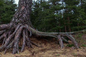 long naked pine roots hold trees on a sandy bluff
