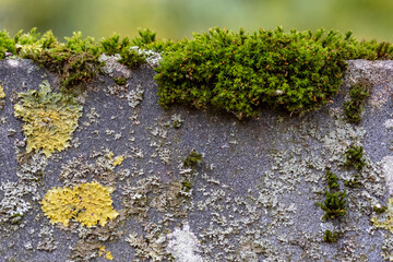 moss covered granite background close up