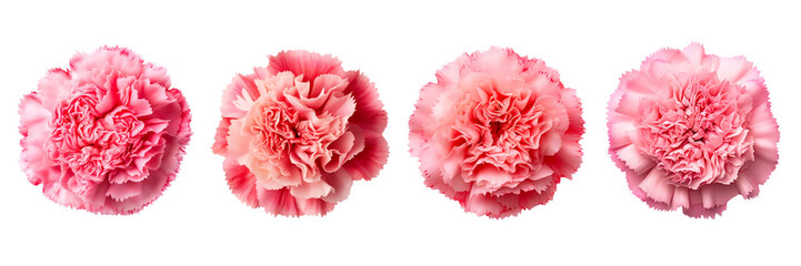 Set of carnation top view isolated on a transparent background