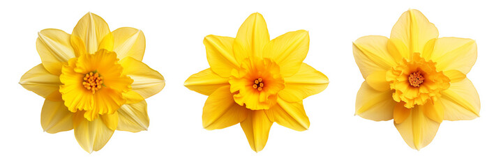 Set of daffodil top view isolated on a transparent background