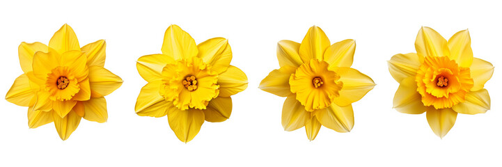 Set of daffodil top view isolated on a transparent background