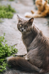 A gray fluffy pathetic cat is disabled, with injuries, eye disease, a blind animal sits in nature...