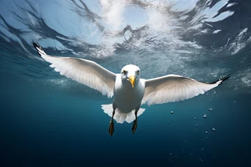 Foto op Plexiglas Closeup of a bird diving in the water to hunt fish © Tarun