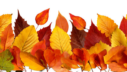 Fall Elegance: Transparent Autumn Background Adorned with a Leafy Border