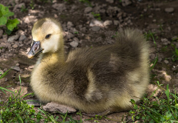 Small fluffy goose chick close-up.