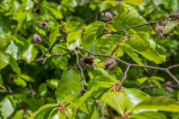 Last year's withered beech nuts among the foliage of a tree.