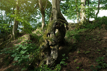 Naklejka na ściany i meble A bizarre tree trunk in the forest.