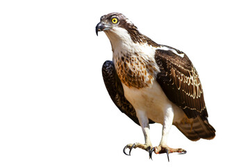 Isolated eagle Osprey. White background. 