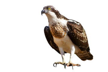 Isolated eagle Osprey. White background. 