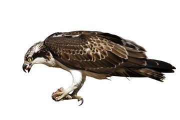 Isolated eagle Osprey. White background. 