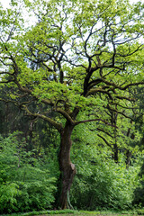 Old perennial oak tree in the park among spring greenery.