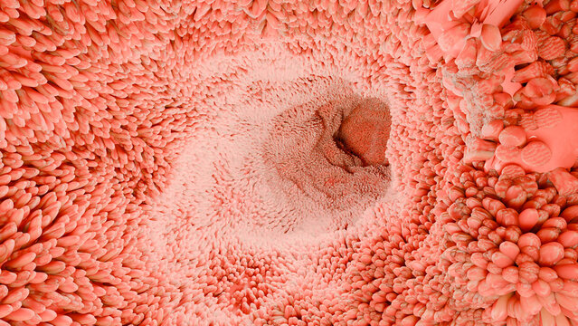 intestinal villi.Red microvilli in a intestinal tract. close-up, Microbiology, anatomy, biology, science, medicine, medical and healthcare concepts, Digestive system, epithelial cells, 3D Render
