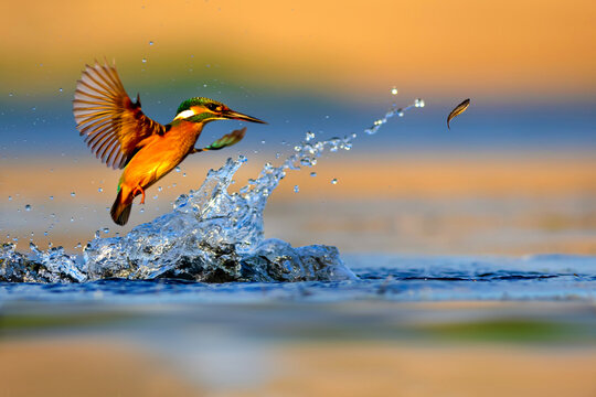 Kingfisher bird diving for fish. Colorful nature background. Bird: Kingfisher. Alcedo atthis.