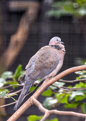 Spotted Dove (Spilopelia chinensis) On A Branch