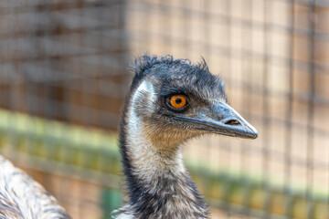 Emu (Dromaius novaehollandiae) Outdoors