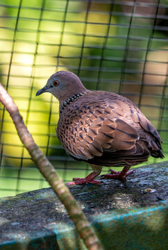 Spotted Dove (Spilopelia chinensis) On A Branch