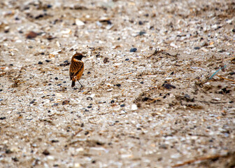 Stonechat (Saxicola rubicola) Outdoors