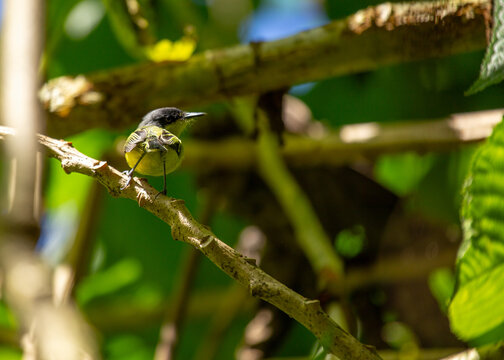 Common Tody-Flycatcher (Todirostrum cinereum) On A Branch