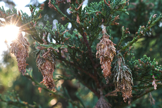 Bagworms pests attaching cocoons to evergreen tree too become bagworm moths