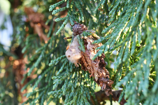 Bagworms pests attaching cocoons to evergreen tree too become bagworm moths