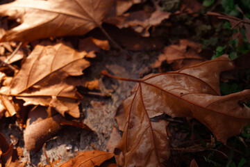 autumn leaves on the ground