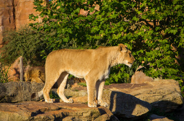 A lion who lives in a zoo lies on the green grass, plays with a lioness and walks