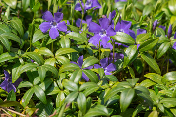 Vinca minor lesser periwinkle ornamental flowers in bloom, common periwinkle flowering plant, creeping flowers