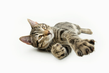 Playful little cat showing paws and claws. Isolated on white background - obrazy, fototapety, plakaty