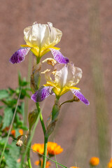 Iris sambucina colorful tall flowering springtime plant, elder scented iris white violet yellow flowers in bloom © Iva