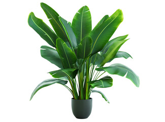 Potted banana plant for the interior. Green indoor  plant plant in pot. Isolated on white  transparent  background, png