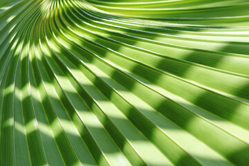 Palm Leaves texture with shadow. Tropical Palm Leaves. Floral pattern background. Palm leaves. Good...