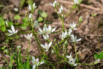 Garden star of bethlehem (ornithogalum umbellatum) flowers in bloom
