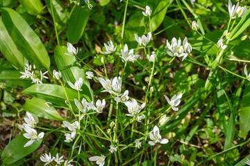 Garden star of bethlehem (ornithogalum umbellatum) flowers in bloom