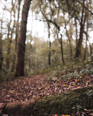 autumn leaves on the ground