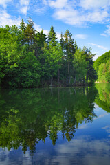 Fototapeta na wymiar Alpine forest on the shore of Firiza lake in Maramures county, Romania, Europe