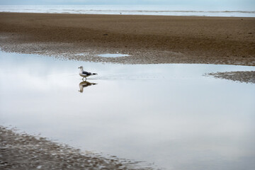 Seagull on the beach, reflection in the water