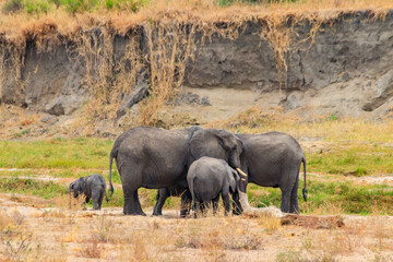 Fototapeta premium Herd of african elephants in Tarangire National Park, Tanzania