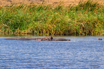 Group of hippos (Hippopotamus amphibius) in a lake in Ngorongoro Crater national park, Tanzania