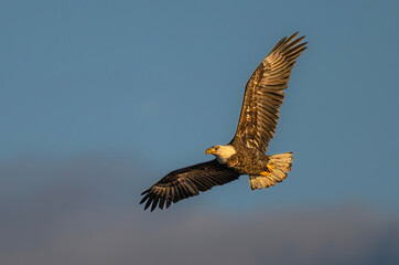 Obraz premium Bald Eagle (Haliaeetus leucocephalus) in Flight