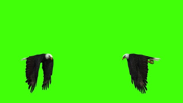 3D Bald American Eagle flying loop animation with walk cycle side view on green screen, bald Eagle flapping its wings render on chroma key 4k Animated wild Bird Green Screen can change the background