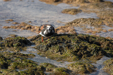 Ruddy Turnstone, Arenaria interpres, searching for food at low tide, Costa Calma, Fuerteventura