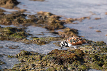 Ruddy Turnstone, Arenaria interpres, searching for food at low tide, Costa Calma, Fuerteventura
