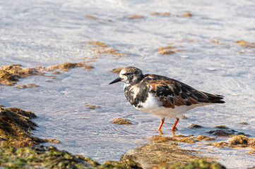 Ruddy Turnstone, Arenaria interpres, searching for food at low tide, Costa Calma, Fuerteventura