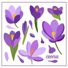 Set with crocus flowers. Spring plants. Purple, lilac, green, yellow. For design of postcards, patterns, etc., notebooks.