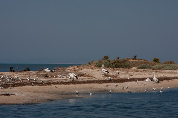 flock of seagulls on the beach,, Melbourne, Victoria, Australia