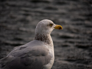 black headed gull