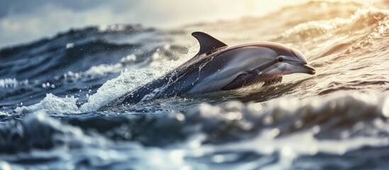 Wild dolphins in the Pacific Ocean HuaLian side. Creative Banner. Copyspace image